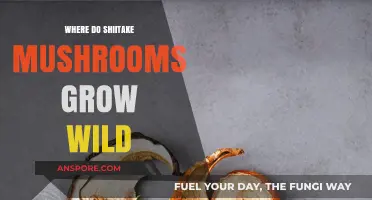 Discovering Shiitake Mushrooms: Their Natural Wild Habitats and Growth Conditions