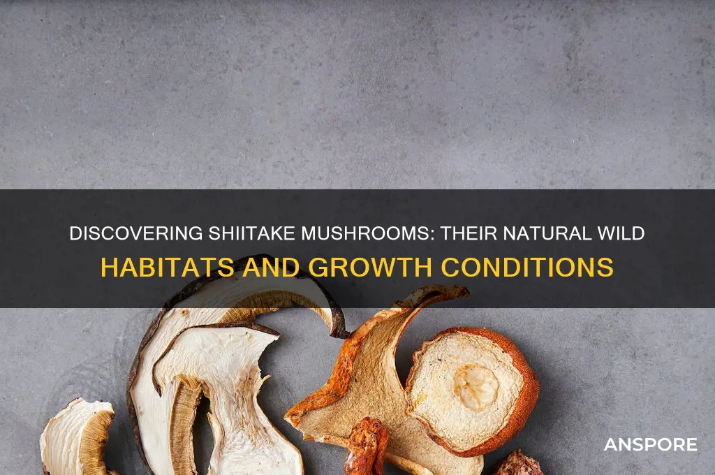 where do shiitake mushrooms grow wild