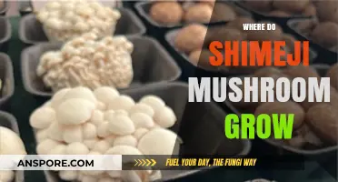 Discovering Shimeji Mushrooms: Natural Habitats and Growing Conditions Explained
