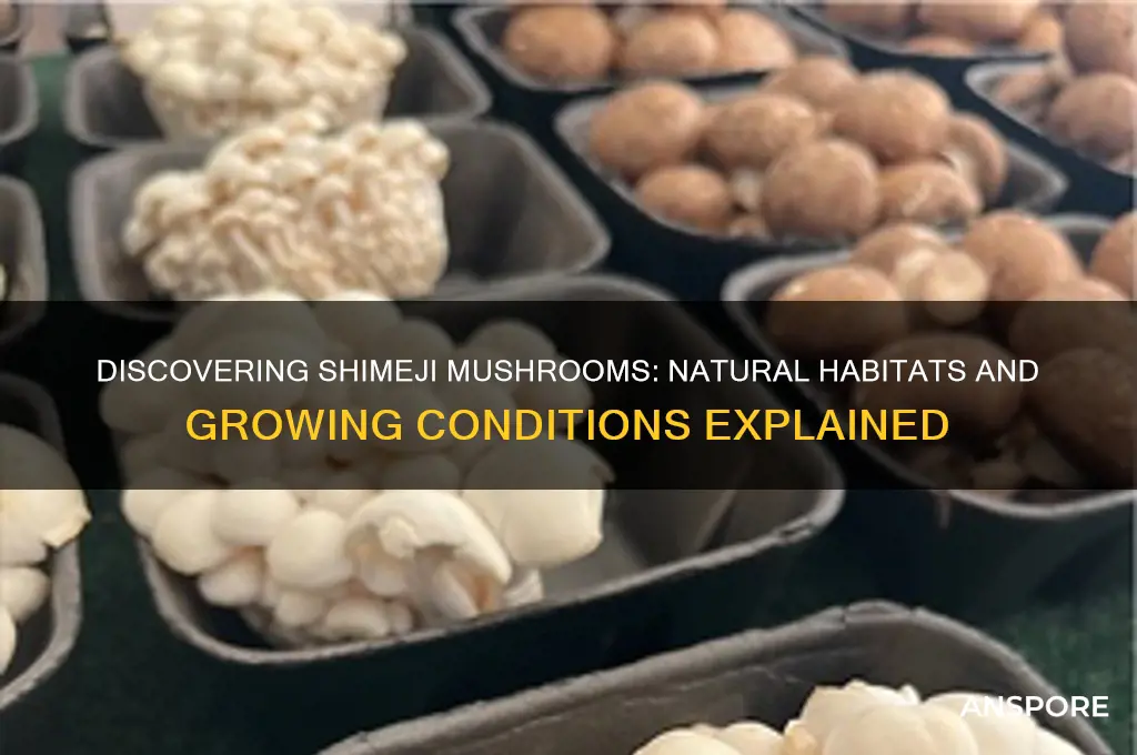where do shimeji mushrooms grow
