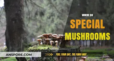 Magic Mushrooms: Where Do They Grow?