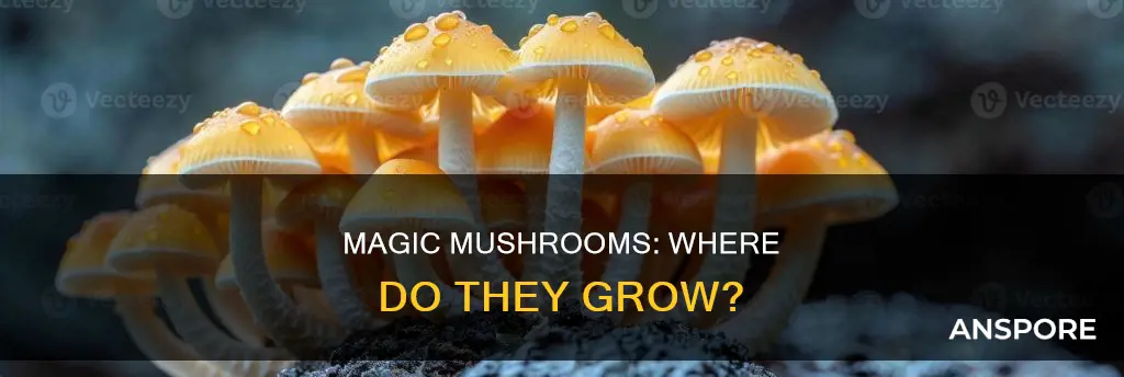 where do special mushrooms