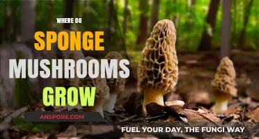 Discovering the Natural Habitats of Sponge Mushrooms: Where They Thrive