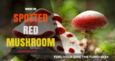 Spotted Red Mushrooms: Where Do They Grow?
