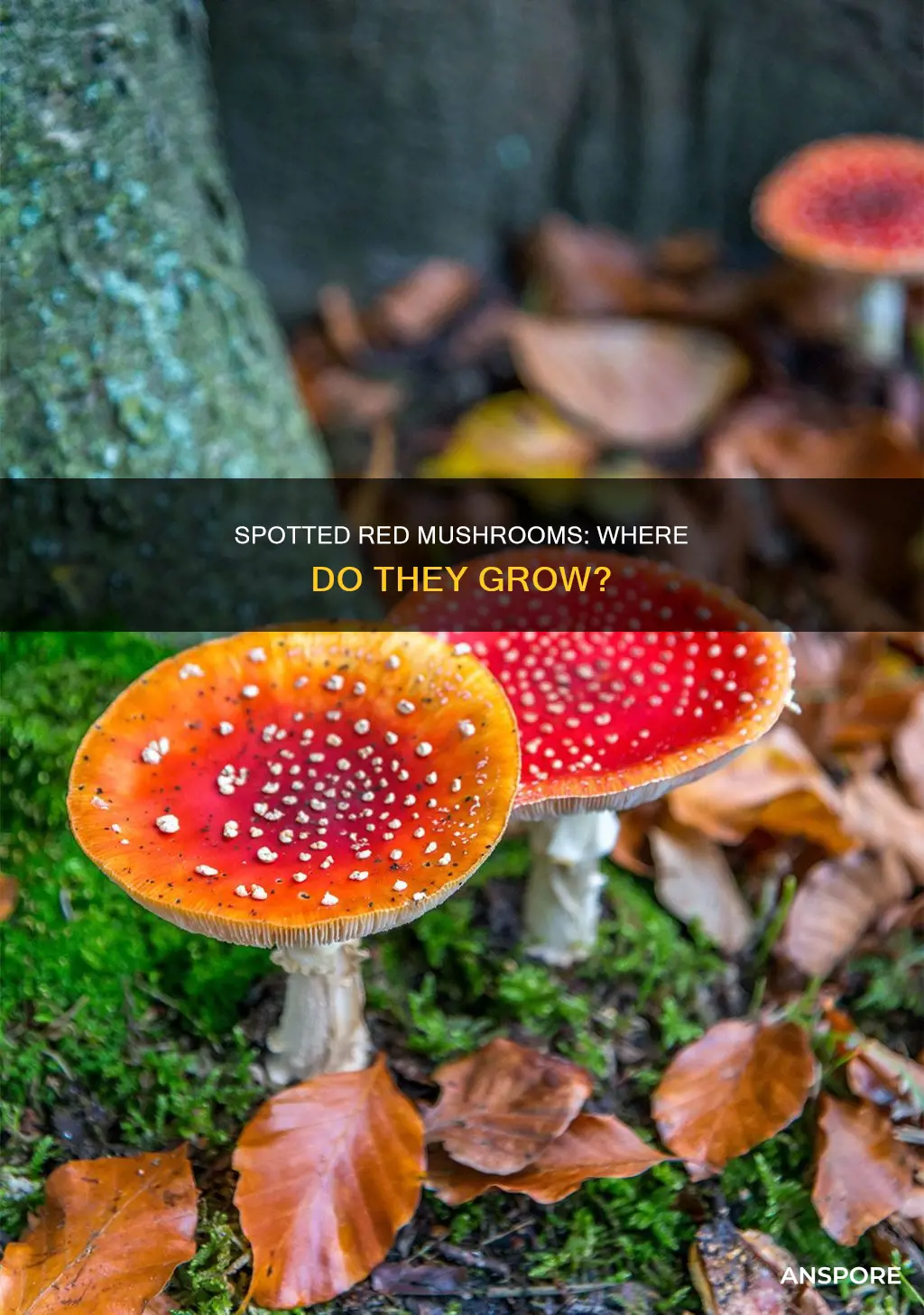 where do spotted red mushroom