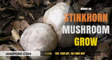 Where Do Stinkhorn Mushrooms Grow? Unveiling Their Surprising Habitats