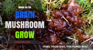Mysterious Brain Mushrooms: Unveiling Their Unique Growth Habitats and Origins