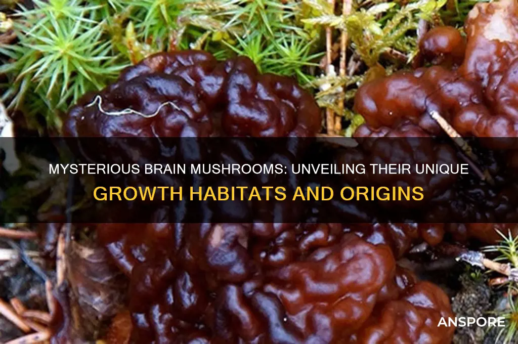 where do the brain mushroom grow