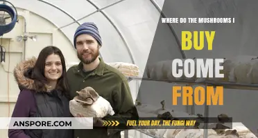 From Farm to Fridge: Tracing the Origins of Store-Bought Mushrooms
