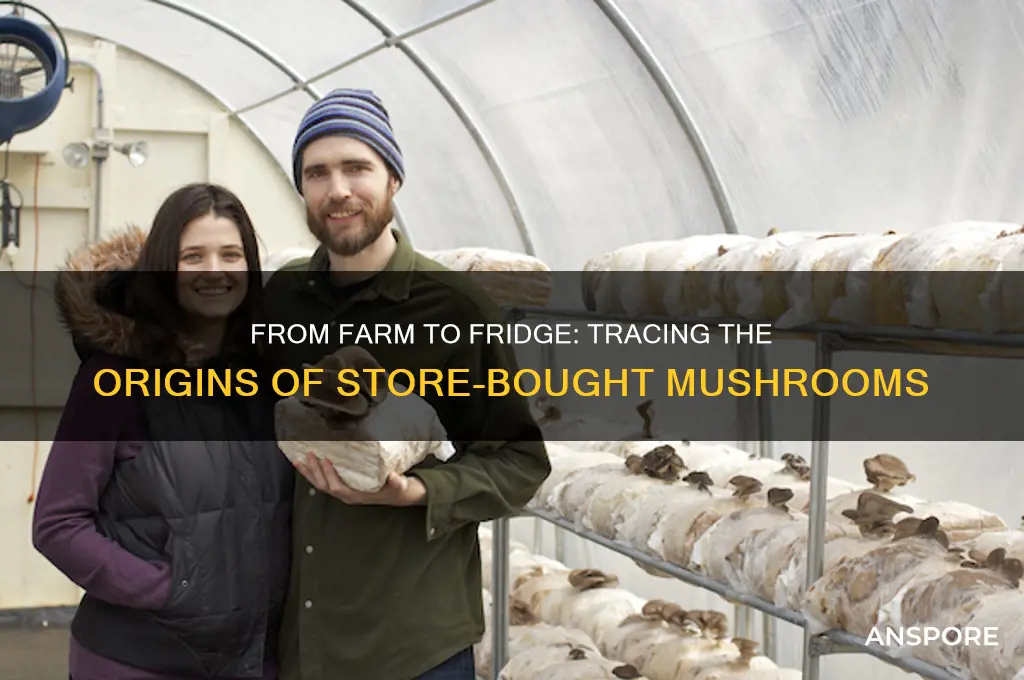 where do the mushrooms i buy come from