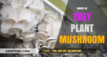 Mushroom Cultivation: Where Does it Thrive?
