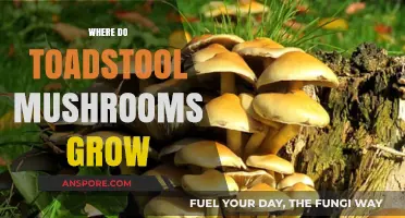 Exploring Toadstool Mushrooms: Habitats and Ideal Growing Conditions Revealed