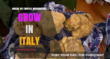 Discovering Italy's Hidden Truffle Havens: Regions Where These Mushrooms Thrive