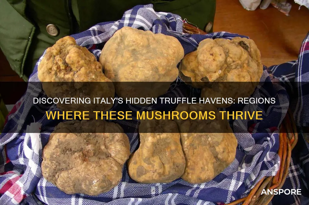 where do truffle mushrooms grow in italy