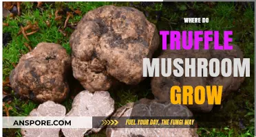 Unveiling the Secret Habitats of Truffle Mushrooms: Where They Thrive