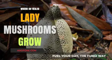 Unveiling the Habitat: Where Veiled Lady Mushrooms Thrive in Nature
