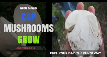 Discovering Wavy Cap Mushrooms: Their Natural Habitats and Growing Conditions