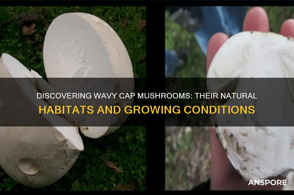 where do wavy cap mushrooms grow
