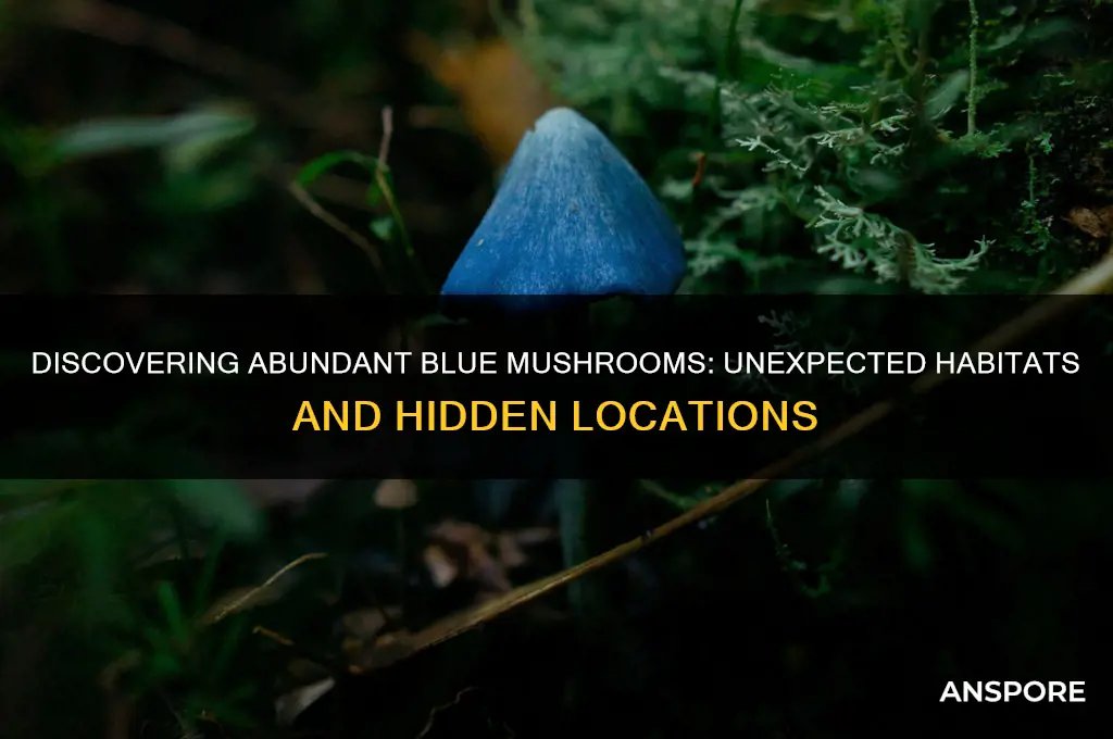 where do we find a lot of blue mushrooms