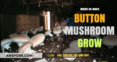 Where Do White Button Mushrooms Grow? A Comprehensive Guide