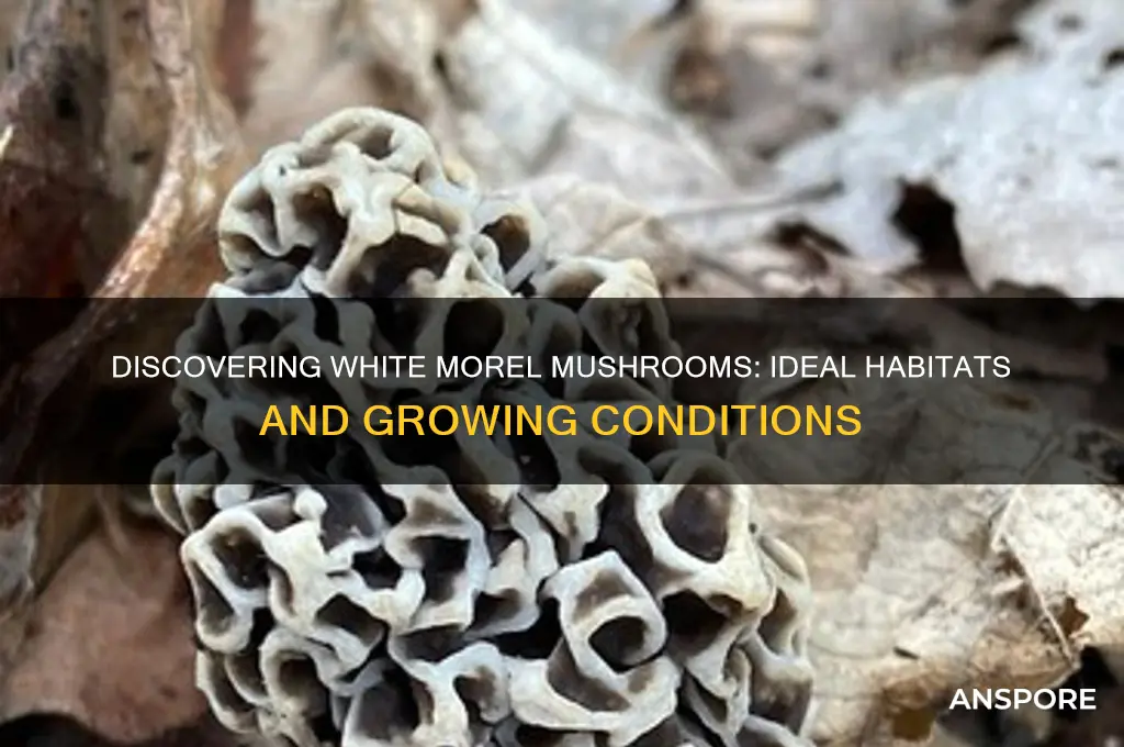 where do white morel mushrooms grow