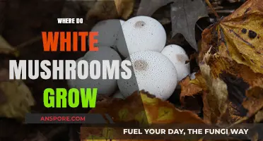 Where Do White Mushrooms Grow: Exploring Their Natural Habitats