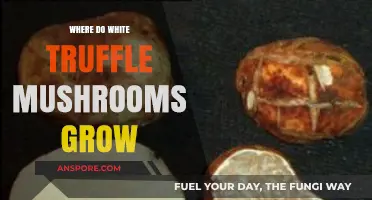 Exploring the Rare Habitats of White Truffle Mushrooms: A Geographic Guide