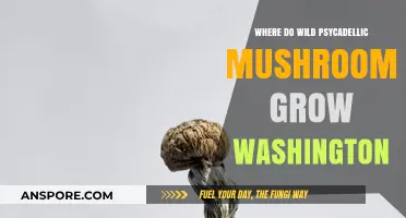 Exploring Washington's Wild Psychedelic Mushrooms: Natural Habitats and Growth Locations