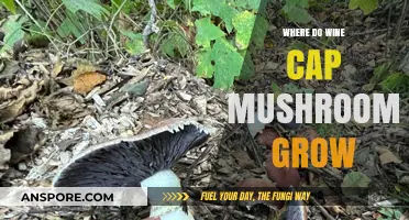 Where Wine Cap Mushrooms Thrive: Ideal Growing Conditions Explained