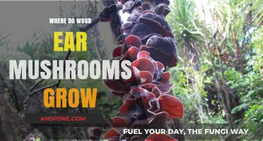 Discovering Wood Ear Mushrooms: Natural Habitats and Growing Conditions Explained