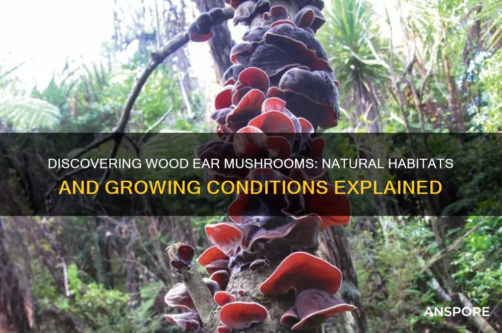 where do wood ear mushrooms grow
