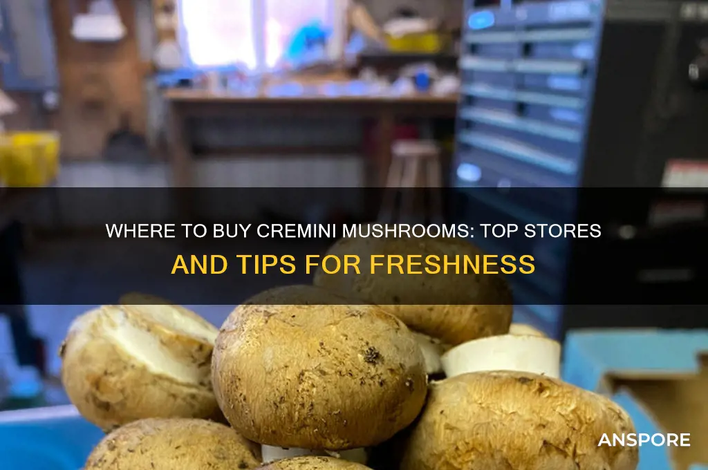 where do you buy cremini mushrooms