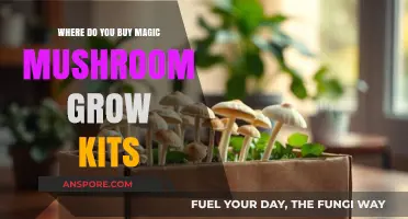 Best Places to Buy Magic Mushroom Grow Kits Online