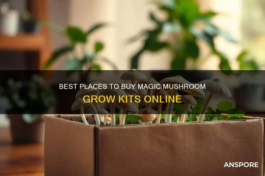 where do you buy magic mushroom grow kits