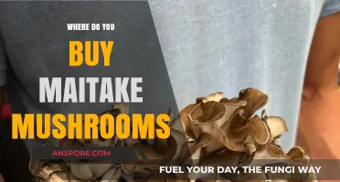 Where to Buy Maitake Mushrooms: A Comprehensive Shopping Guide