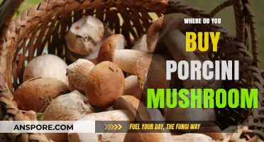Where to Buy Porcini Mushrooms: A Guide to Sourcing Quality Fungi