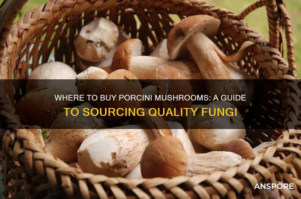 where do you buy porcini mushrooms