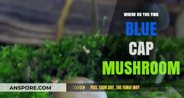 Discovering Blue Cap Mushrooms: Habitats and Foraging Tips for Enthusiasts