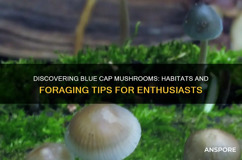 where do you find blue cap mushrooms