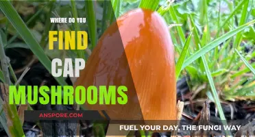 Discovering Cap Mushrooms: Prime Locations for Foraging and Growing