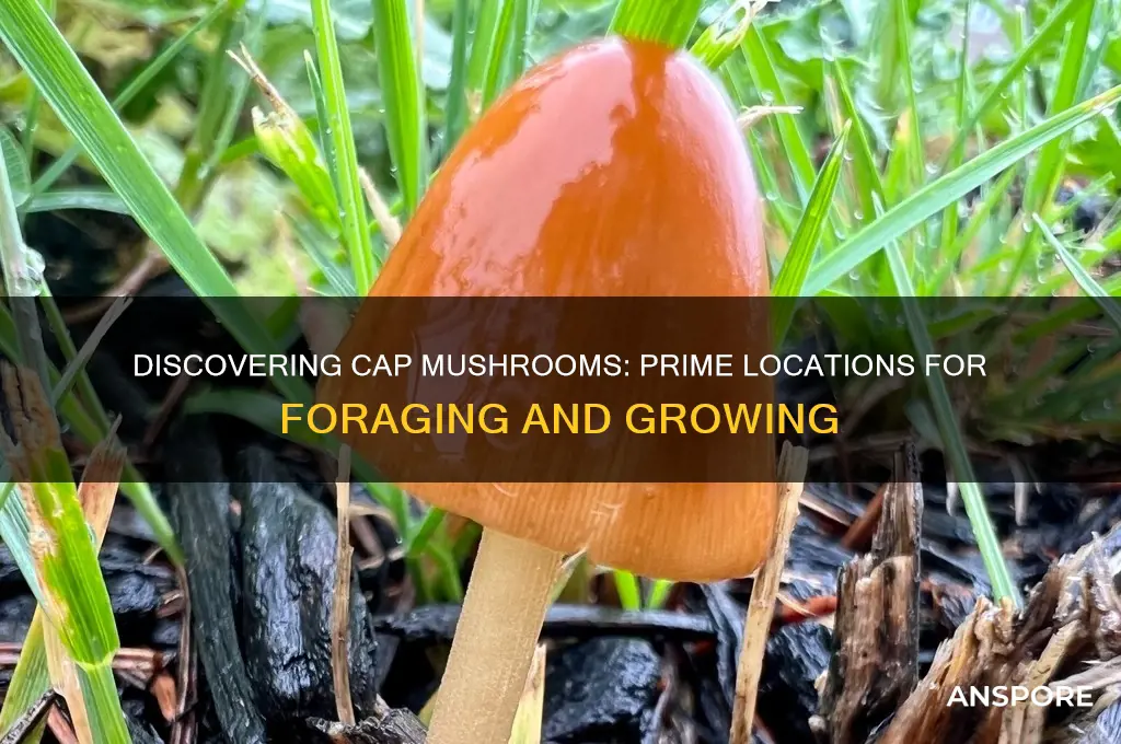 where do you find cap mushrooms