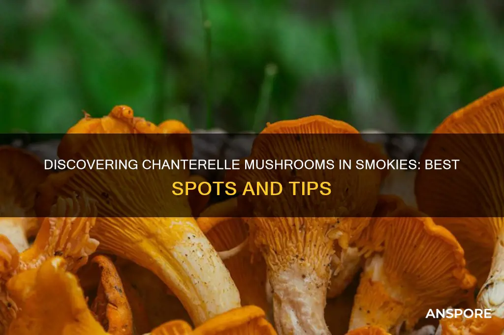 where do you find chanterelle mushrooms smokies