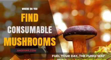 Exploring Nature's Bounty: Where to Find Edible Mushrooms Safely