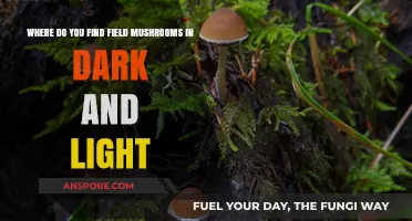 Finding Field Mushrooms: Light and Dark Habitat Secrets Revealed