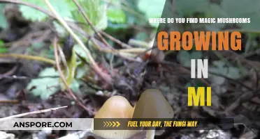 Discovering Michigan's Magic Mushroom Hotspots: Where to Find Psilocybin Fungi