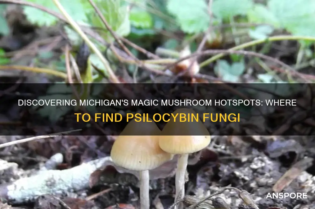 where do you find magic mushrooms growing in mi