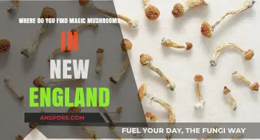 Exploring New England's Forests: Locating Magic Mushrooms in the Wild