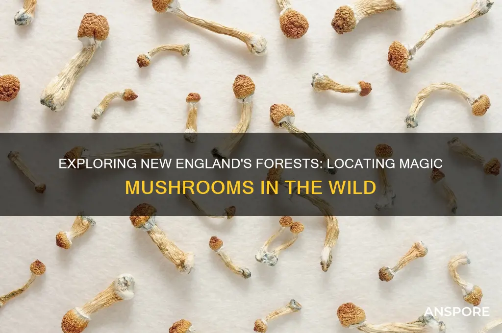 where do you find magic mushrooms in new england