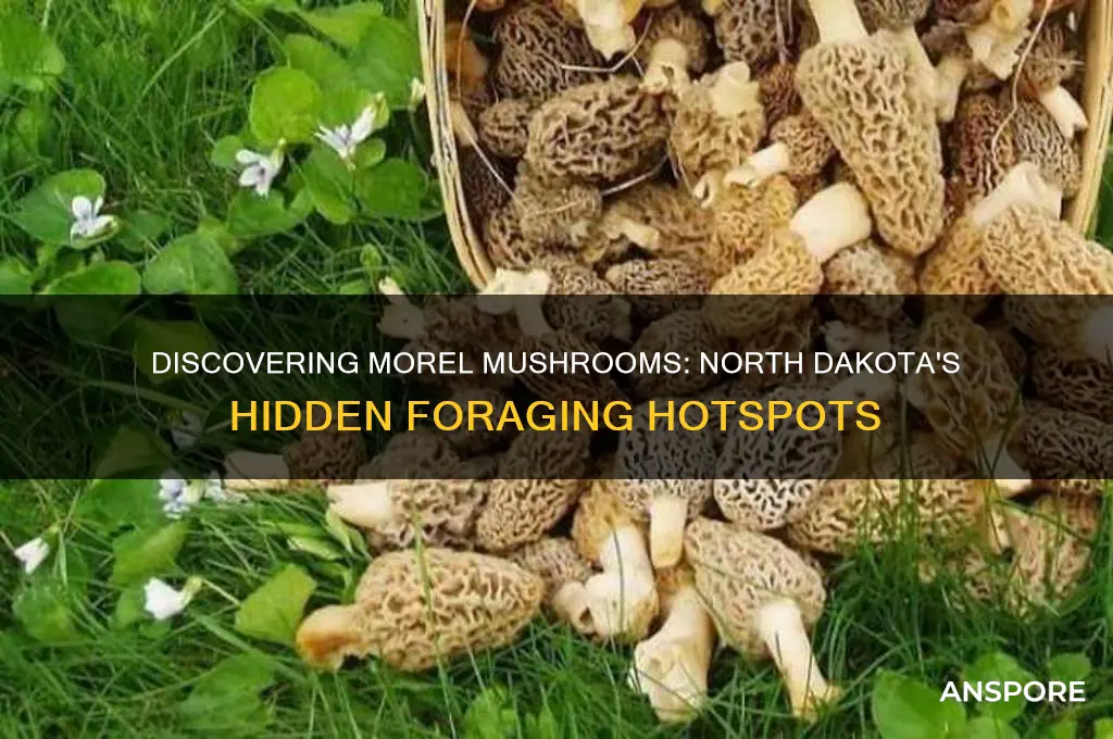 where do you find morel mushrooms in north dakota
