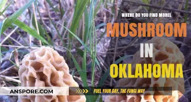 Discovering Morel Mushrooms: Oklahoma's Hidden Gems and Prime Locations